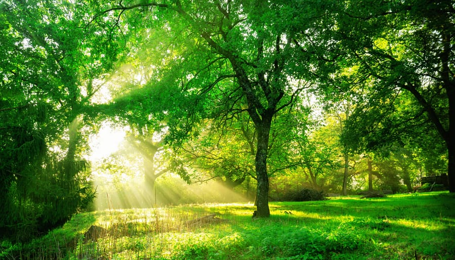 green forest landscape sunrise